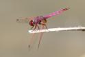 J14_1283 Trithemis annulata male